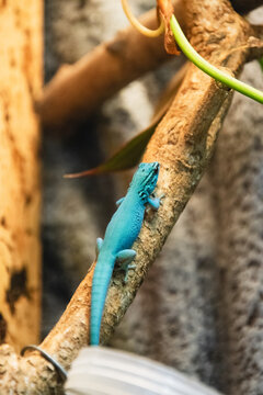 A close-up of a Turquoise Dwarf Gecko