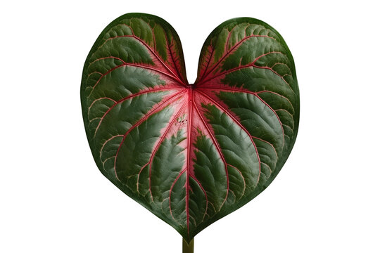 Dark green heart shaped caladium leaf with red veins