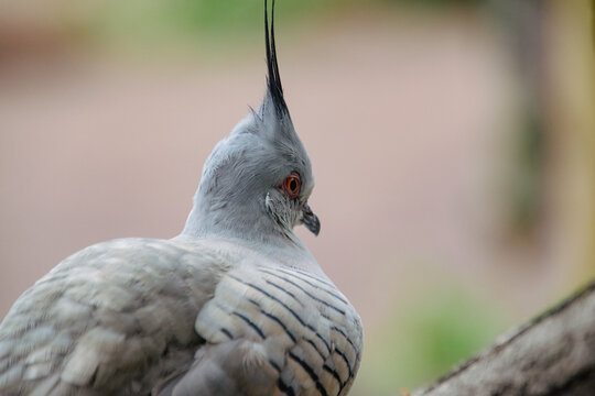 Portrait of a Crested Pigeon