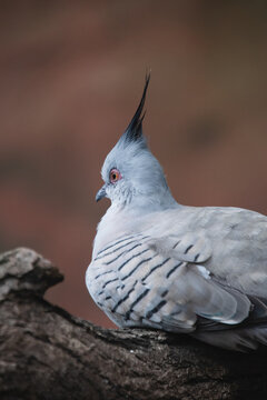 Portrait of a Crested Pigeon