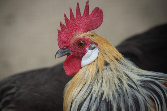 Close up of a Rooster