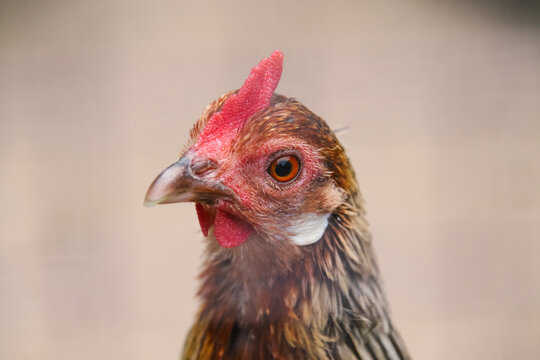 Close up of a Chicken (Hen)