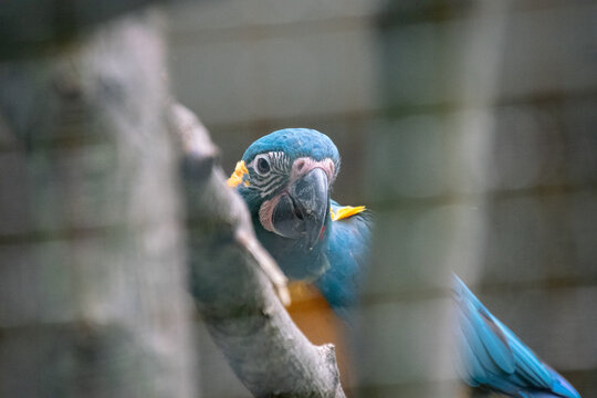 Close-up of a Blue-Throated Macaw