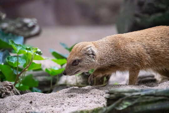 Portrait of a Yellow Mongoose