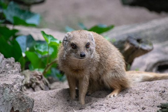 Portrait of a Yellow Mongoose