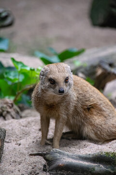 Portrait of a Yellow Mongoose