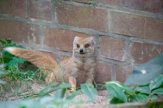 Portrait of a Yellow Mongoose