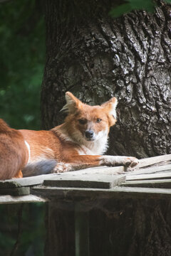 Close Up of a Dhole