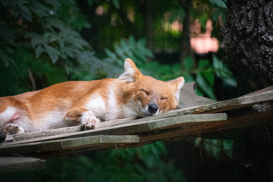 A close-up of a sleeping Dhole