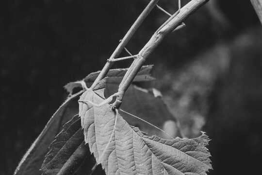 A Close-Up of a Annam walking stick (Medauroidea Extradentata)