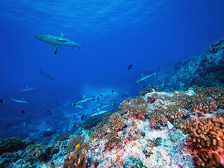 Sharks over a coral reef underwater © Jan Finsterbusch