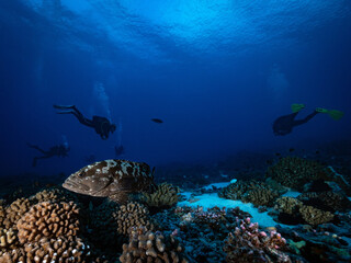 Fototapeta premium Snorkelers and fish over coral reef in blue ocean