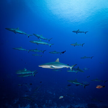 School of sharks swimming in blue ocean
