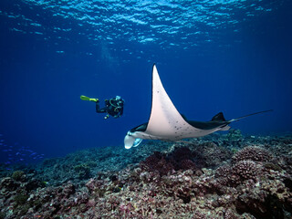 Manta ray and diver over coral reef © Jan Finsterbusch