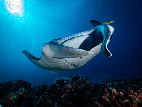 Manta ray swimming above coral reef