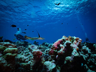 Tropical fish and coral reef underwater © Jan Finsterbusch
