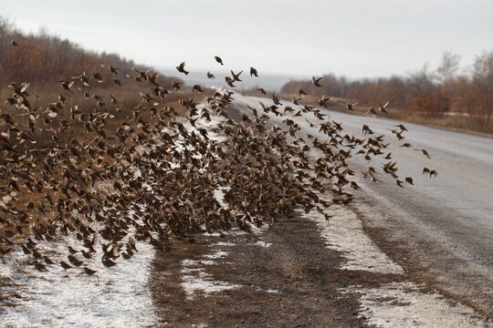Large flock of sparrows taking flight from roadside in late winter, wildlife road hazard and food scarcity concept