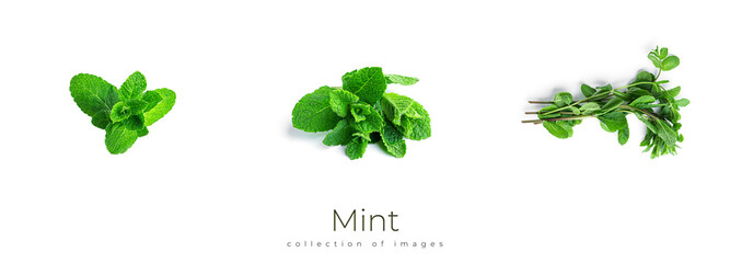 Fresh, green mint leaves on a white background. © Светлана Гуркова