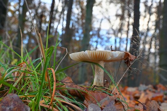 Waldboden mit einem Pilz