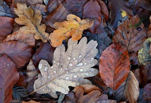 Waldboden im Herbst