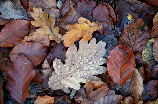 Waldboden im Herbst
