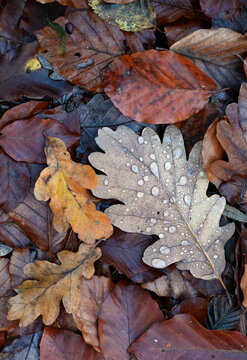 Waldboden im Herbst