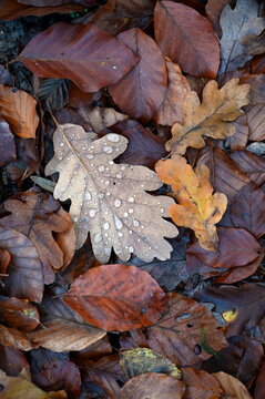 Waldboden im Herbst