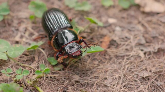 A bess beetle crawling with effort across the soil, in a garden in the eastern Andean mountains of central Colombia, near the Iguaque natural reserve.