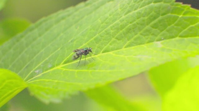 A green hoverfly walks rapidly on a hydrangea leaf, in a garden in the eastern Andean mountains of central Colombia