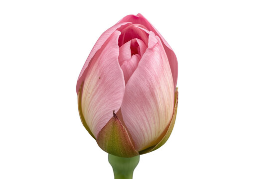Closed pink tulip flower bud isolated
