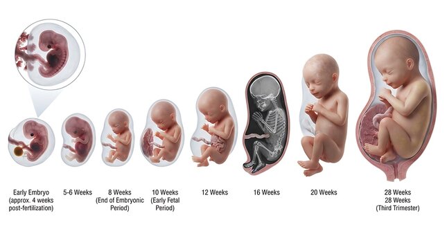 FetalDevelopmentStagesIllustratedFromEmbryoToLateThirdTrimester