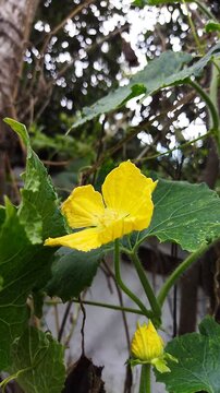 Bright yellow Wax Gourd (Benincasa hispida) flower and bud on green vine