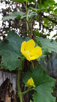Bright yellow Wax Gourd (Benincasa hispida) flower and bud on green vine