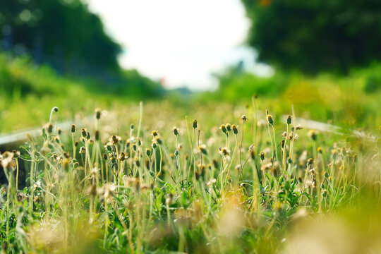 Wildflower blooming on green grass beside railway track in sunny countryside