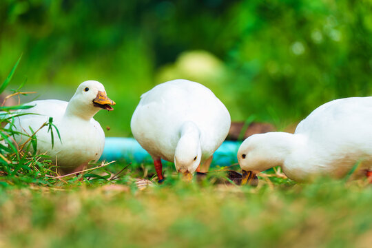 White ducks living on lush green field in rural garden countryside farm