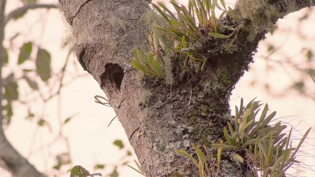 A southern emerald toucanet arrives and enters its nest, carved in an old alder tree