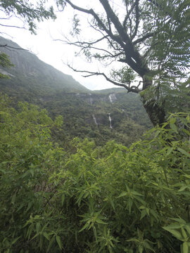 Lush highland vegetation and forested mountain slope along the Sri Pada trail
