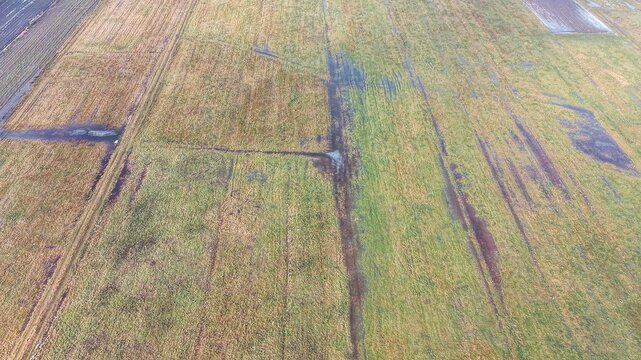 Fresh green grass poking through snowy agricultural land