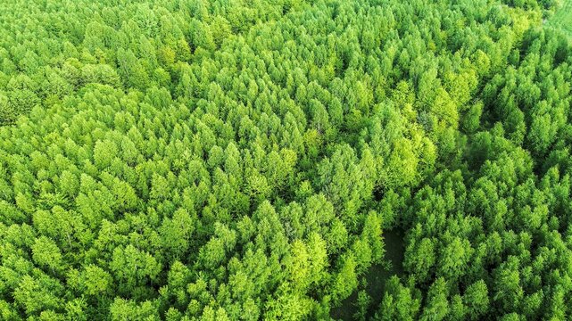 Aerial forest view showing carbon-rich canopy