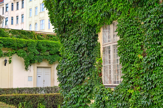 Old wooden window on a historic building facade covered with lush green ivy leaves in Vienna, Austria