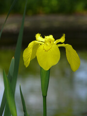 Sumpf-Schwertlilie (Iris pseudacorus) © JS
