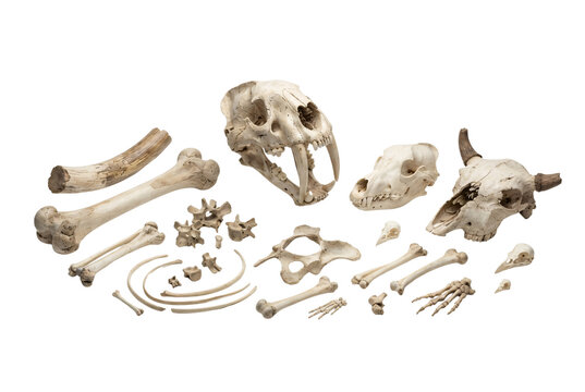 Archaeological collection of prehistoric animal bones, sabertooth skull, horned animal skull, ribs, and vertebrae for paleontology or museum display.