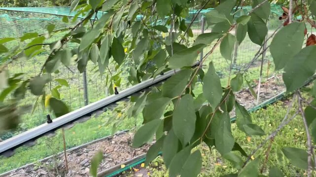 Pruning cherry tree branches with electric shears, 4K footage.