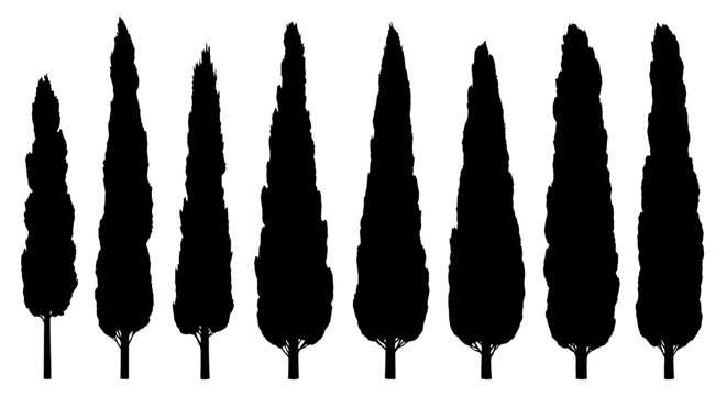 Dark cypress tree silhouettes arranged in a horizontal row on white