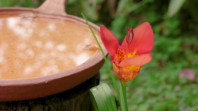 A tiger flower opening as the sun rises, besides a bird drinking plate in a garden