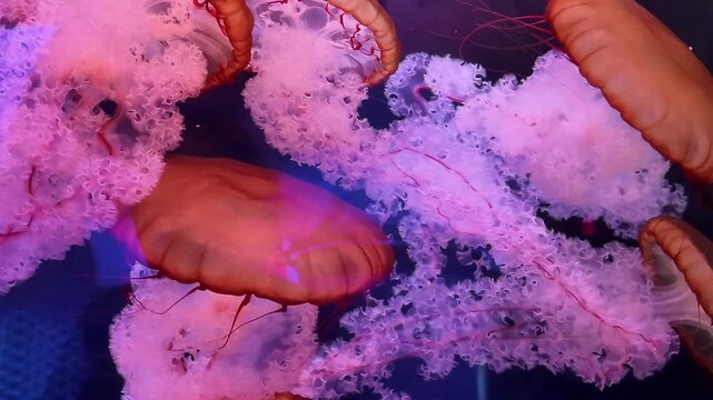 Pacific sea nettle jellyfish swimming in kreisel tank at Delicate Drifters gallery in North Carolina Aquarium on Roanoke Island, Manteo.