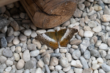 motyl 