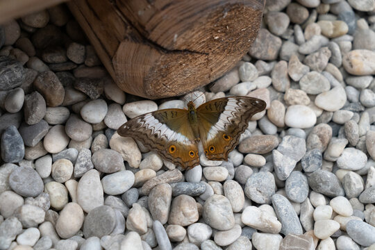 motyl 