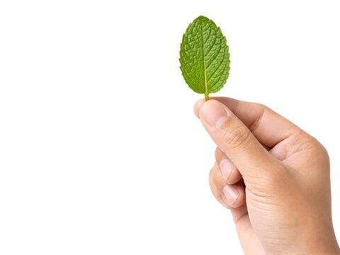 A human hand holding a single fresh green mint leaf isolated on a white background, for cooking and, herbal medicine concepts