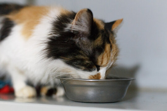 Beautiful cat eating on a metal bowl